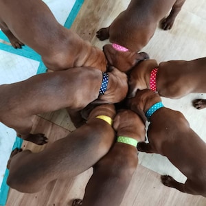 Pode incluir: Seis filhotes marrons e brancos com coleiras de bolinhas em várias cores, incluindo azul, vermelho, amarelo e verde, estão aninhados juntos em um chão de madeira.