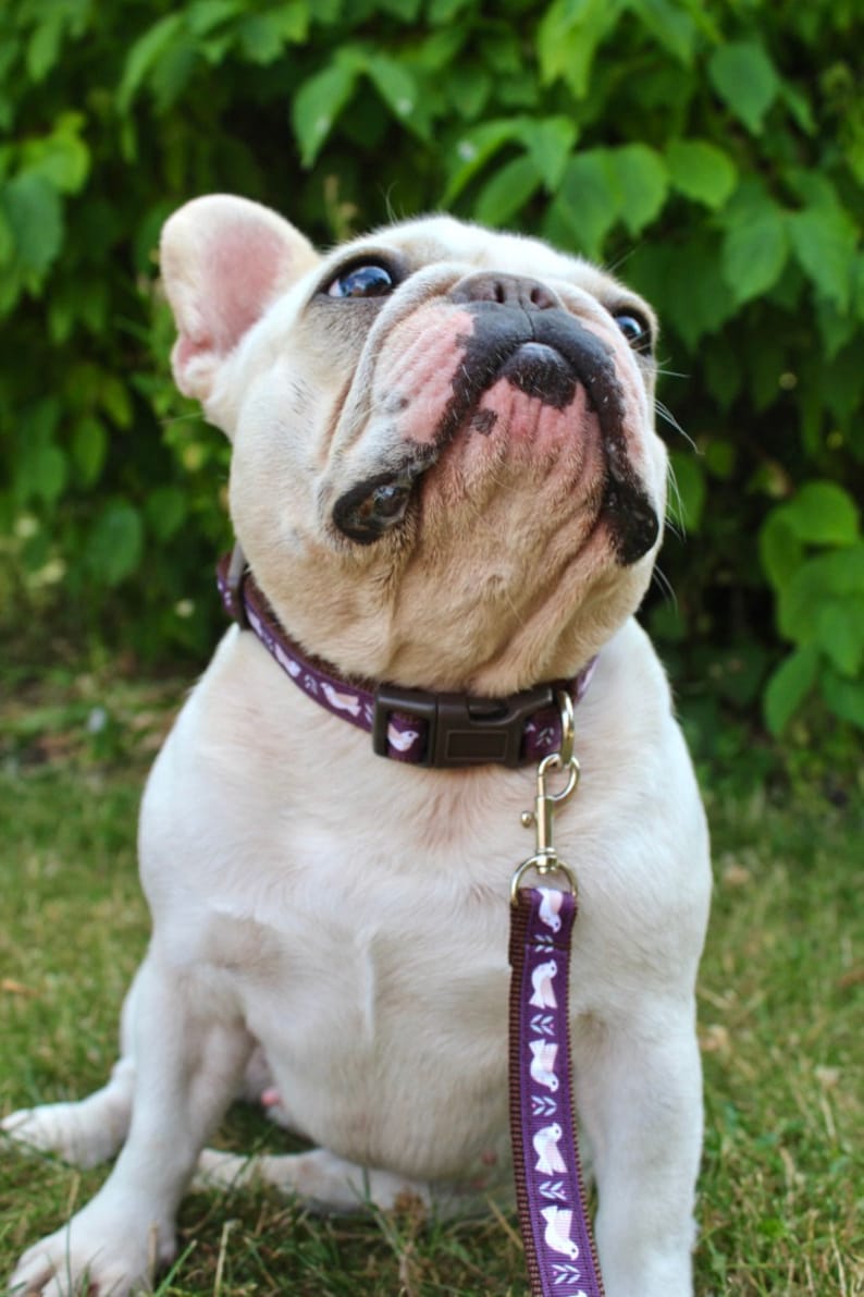 Allbreeds Dove Dog Collar /& Matching Lead Puppy Leash Set French Bulldog Pug