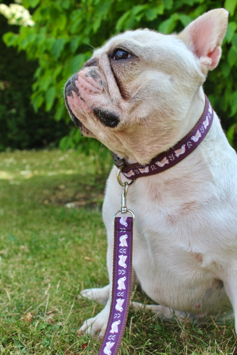 Allbreeds Dove Dog Collar /& Matching Lead Puppy Leash Set French Bulldog Pug