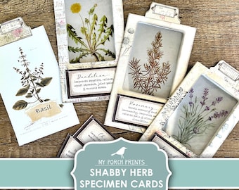 May include: Printable shabby chic herb specimen cards with vintage illustrations and text descriptions of each herb. The cards feature basil, dandelion, rosemary, and lavender.