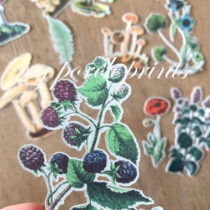 May include: A collection of botanical-themed stickers featuring illustrations of mushrooms, trees, flowers, and blackberries. The stickers have a vintage aesthetic with detailed drawings and a variety of colors, including green, purple, and brown.