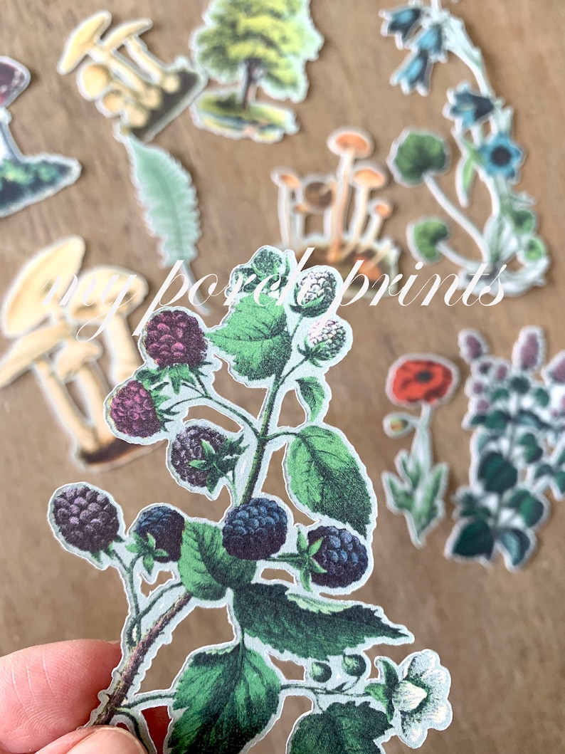 May include: A collection of botanical-themed stickers featuring illustrations of mushrooms, trees, flowers, and blackberries. The stickers have a vintage aesthetic with detailed drawings and a variety of colors, including green, purple, and brown.