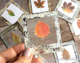 Puede incluir: Primer plano de una hoja prensada enmarcada con un fondo vintage. La hoja es naranja y roja y está enmarcada en un marco cuadrado con fondo blanco y texto negro. El texto en el marco incluye los números 7876.