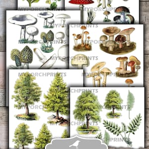 May include: A collection of printable woodland flora images, including mushrooms, trees, and ferns. The images are in a vintage style, with detailed illustrations of various plant species. The set includes 12 sheets, each measuring 8.5x11 inches.