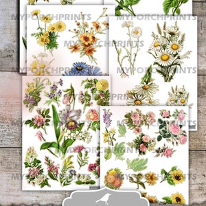 Junk Journal, Fussy Cut, Flowers, Printable, Bullet Journal, My Porch Prints, Cricut, Stickers, Sunflowers, Rose, Daisies, Digital Download image 5