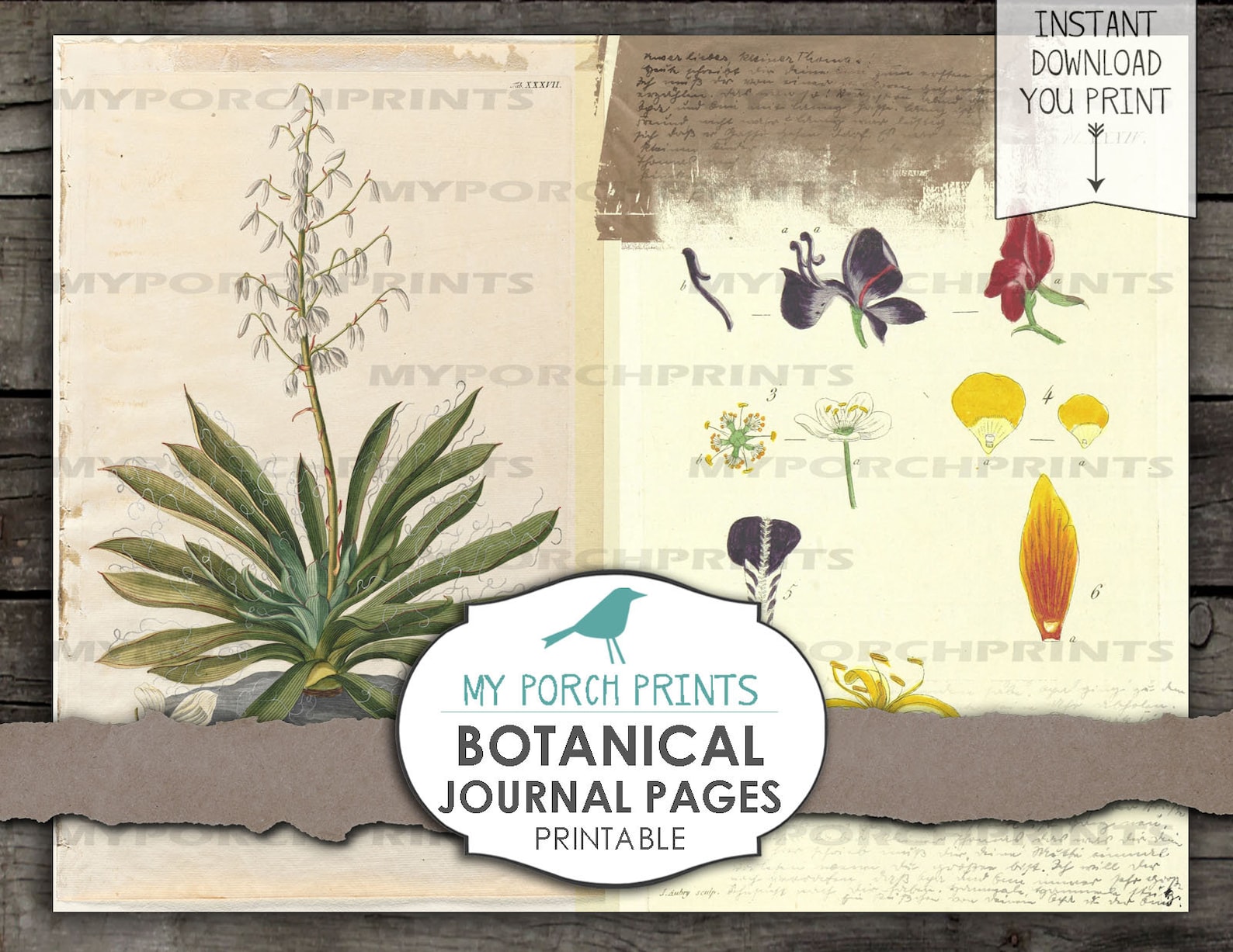 Botany Field Guide Page Example.pdf Botanical Junk Journal Pages, Field Guide, Junk Journal Kit, Herb Lore ...