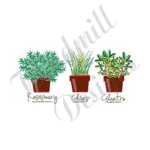 May include: Three potted herbs, rosemary, chives, and cilantro, are arranged in a row. The pots are brown and the plants are green.