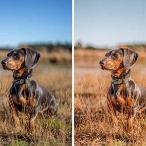 Op de afbeelding: Een bruine en zwarte teckel met een groene halsband zit in een veld met hoog gras. De hond kijkt naar rechts van het frame.