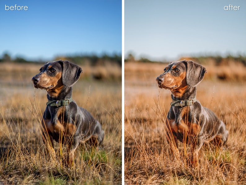 Op de afbeelding: Een bruine en zwarte teckel met een groene halsband zit in een veld met hoog gras. De hond kijkt naar rechts van het frame.