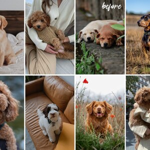 Op de afbeelding: Een collage van negen afbeeldingen met honden van verschillende rassen en kleuren. De afbeeldingen tonen honden in verschillende omgevingen, waaronder een bank, een grasveld en een schoot.
