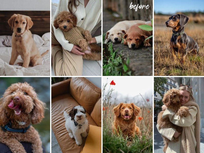 Op de afbeelding: Een collage van negen afbeeldingen met honden van verschillende rassen en kleuren. De afbeeldingen tonen honden in verschillende omgevingen, waaronder een bank, een grasveld en een schoot.