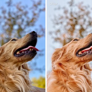 Op de afbeelding: Een golden retriever met zijn tong naar buiten, kijkend naar de lucht. De hond heeft een lichtbruine vacht en is scherp, terwijl de achtergrond wazig is.