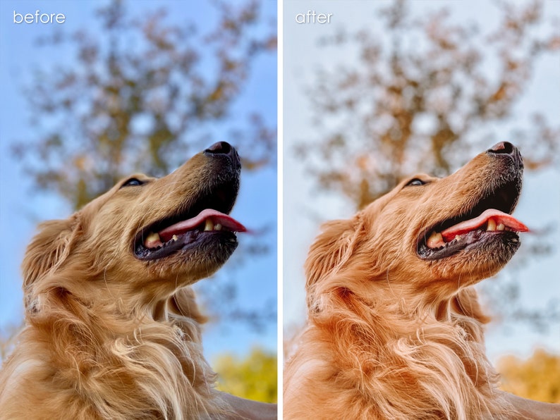 Op de afbeelding: Een golden retriever met zijn tong naar buiten, kijkend naar de lucht. De hond heeft een lichtbruine vacht en is scherp, terwijl de achtergrond wazig is.
