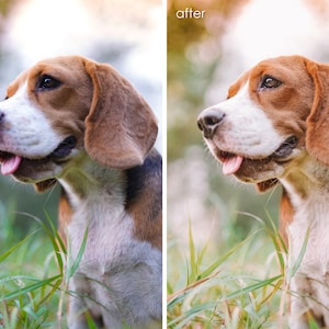 Op de afbeelding: Een beagle met bruine en witte vacht kijkt naar rechts met zijn tong naar buiten. De hond staat in hoog groen gras.