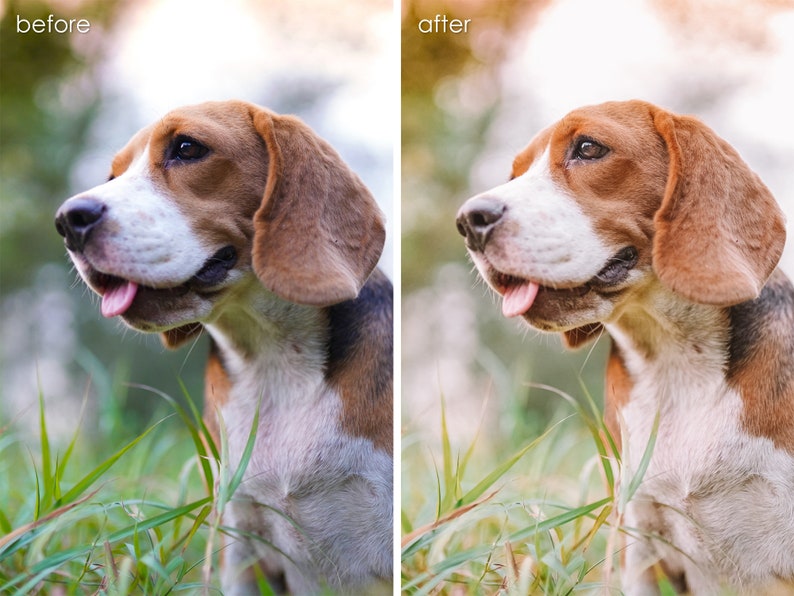 Op de afbeelding: Een beagle met bruine en witte vacht kijkt naar rechts met zijn tong naar buiten. De hond staat in hoog groen gras.