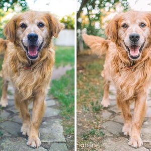 Op de afbeelding: Een golden retriever met een gelukkige uitdrukking loopt op een stenen pad in een grasrijk gebied naar de camera toe.