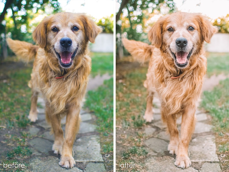 Op de afbeelding: Een golden retriever met een gelukkige uitdrukking loopt op een stenen pad in een grasrijk gebied naar de camera toe.