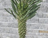Euphorbia Clandestine- Very rare Succulent - Small yellow flowers cover stem for part of the year