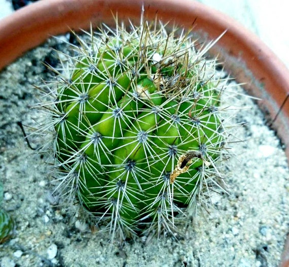 Torch Cactus Huge 5 in White Flowers Rare Succulent