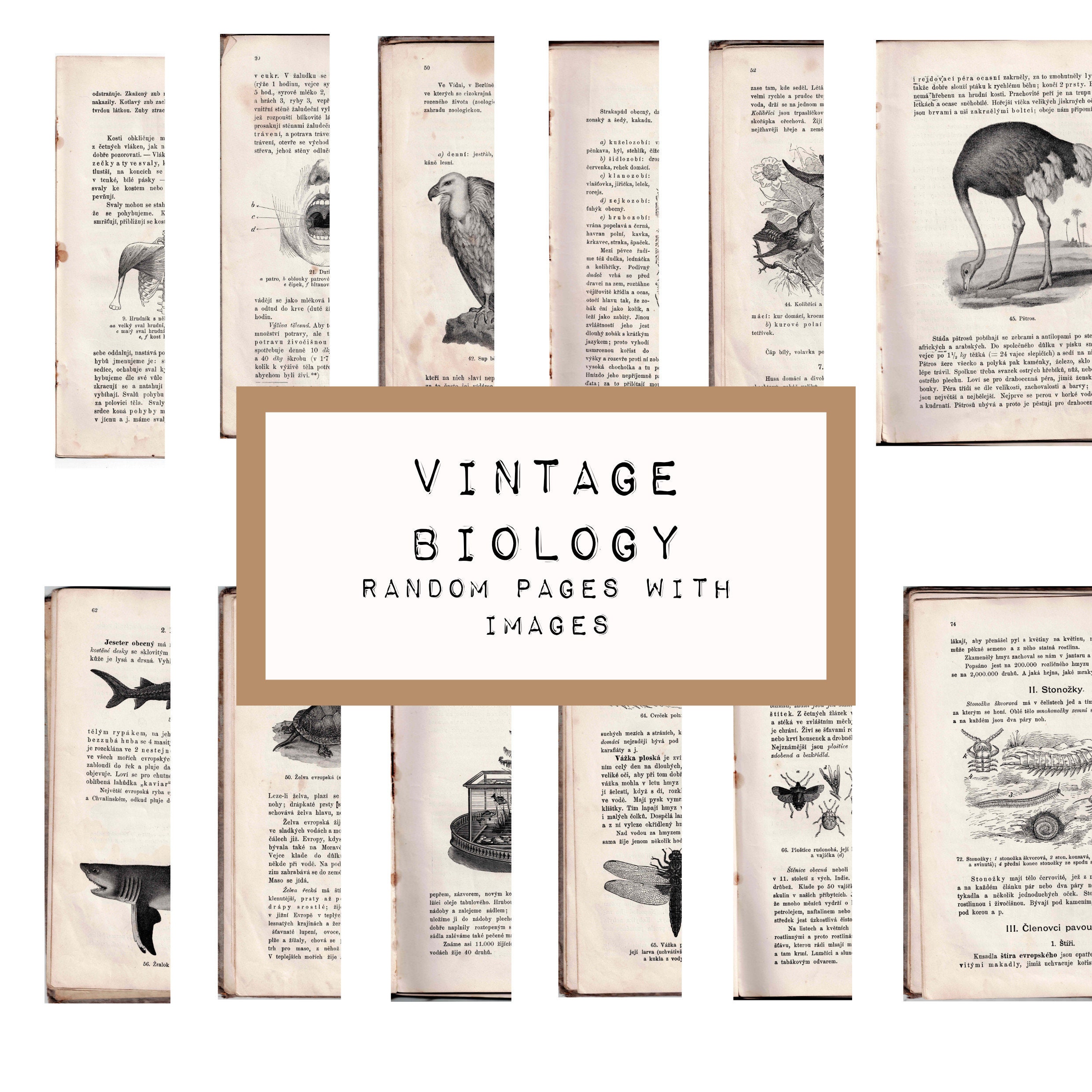 Original VINTAGE BIOLOGY Random Pages , Digital JUNK Journal Printable, Journal Ephemera, Junk ...
