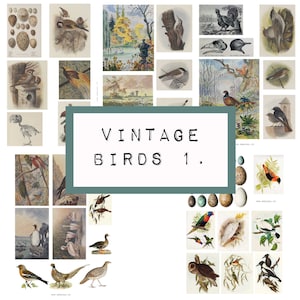 VINTAGE BIRDS., digital JUNK journal printable, journal ephemera, junk journal paper, vintage paper, bird ephemera