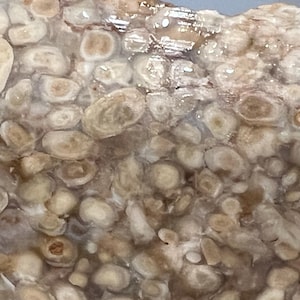 May include: Close-up of a natural stone surface with a pattern of small, rounded, beige and brown shapes. The shapes are tightly packed together, creating a textured appearance. The stone has a polished, slightly reflective surface.