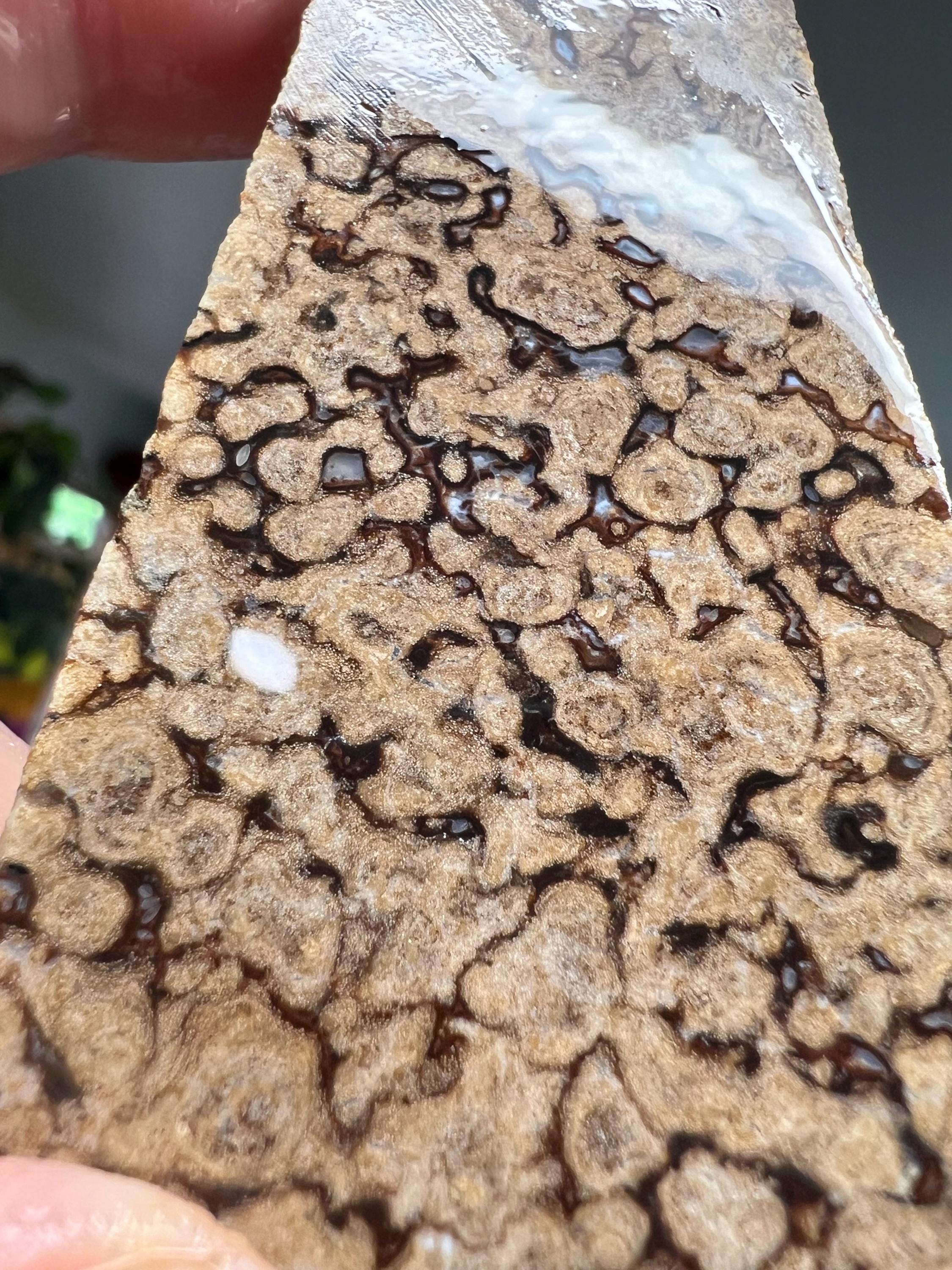 Stromatolite Algae Gemstone Fossil Slab AAA Quality Stone Fortification ...