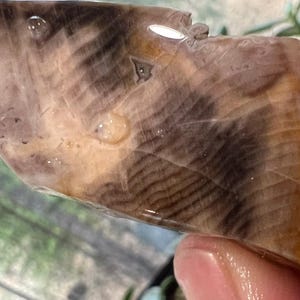 May include: A polished, irregularly shaped stone with a mix of colors. The stone features a pattern of dark brown and tan bands, with areas of light brown and yellow. Several water droplets are visible on the surface.