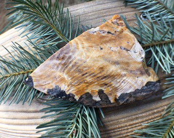 Petrified Wood Slab: Gemstone Mineral Slice for Jewelry