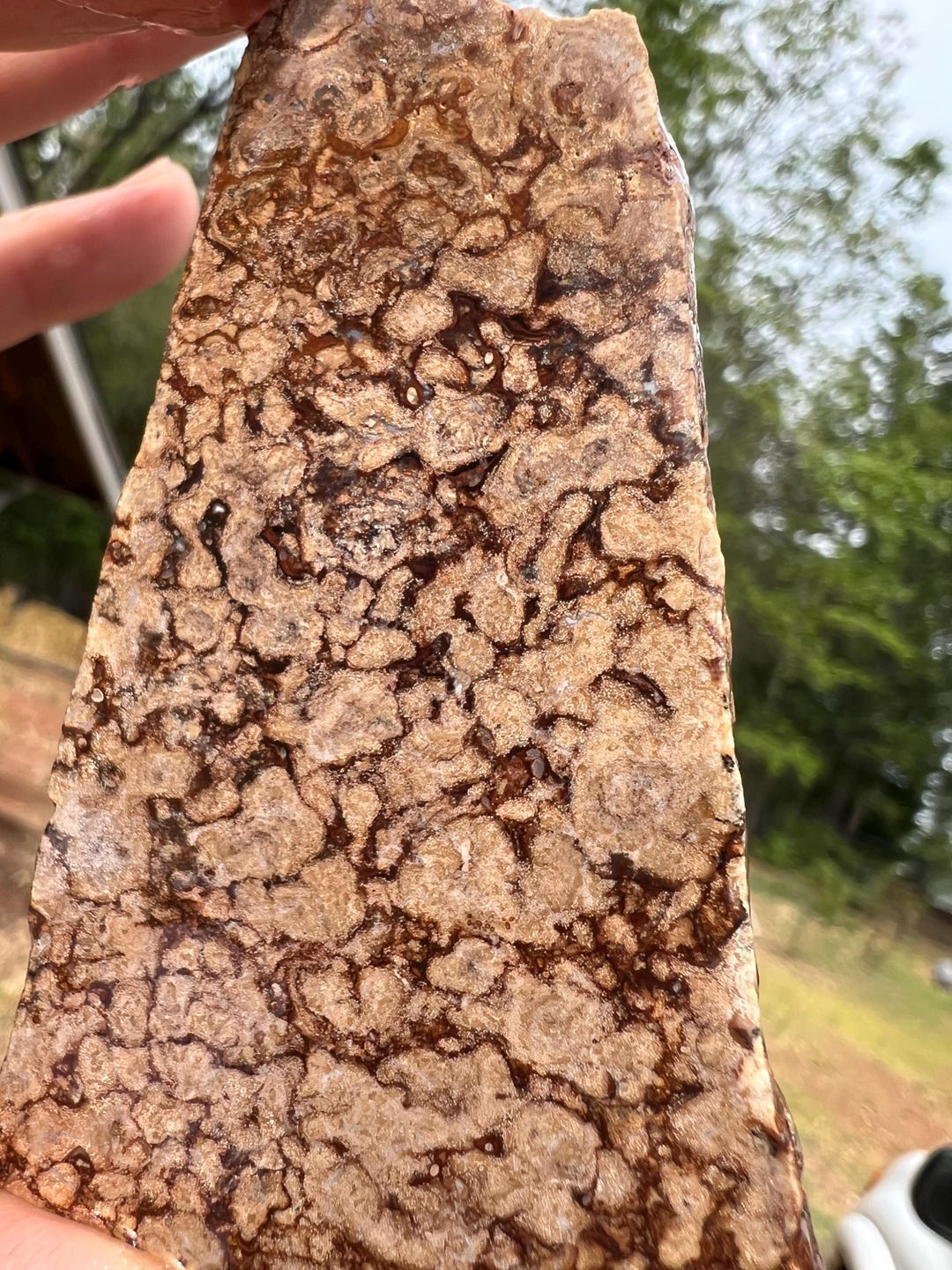 Stromatolite Algae Gemstone Fossil Slab AAA Quality Stone Fortification ...