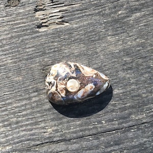 May include: A polished, teardrop-shaped stone with a mix of colors, including brown, white, and tan. The stone has a smooth, glossy surface and features circular patterns and markings. The stone is a natural, organic item, likely a decorative piece or collectible.