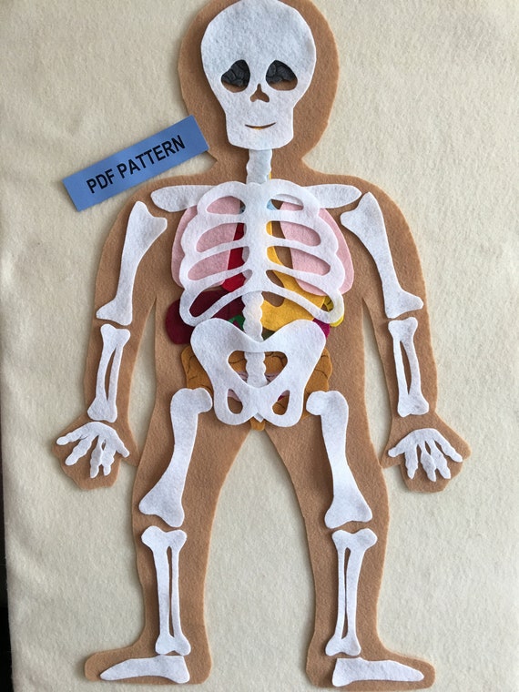 Toy skeleton hotsell with organs
