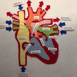 Könnte beinhalten: Ein Filzdiagramm des menschlichen Herzens, das die vier Kammern, Klappen und großen Blutgefäße zeigt. Das Herz ist rot, die Kammern und Klappen sind in verschiedenen Farben dargestellt. Die Blutgefäße sind blau und gelb. Das Diagramm ist mit den Namen der verschiedenen Teile beschriftet.