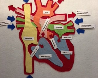 Parts of the Heart Felt Educational Pattern - PDF PATTERN ONLY