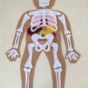 Bones and Organs Educational Felt Pattern - Montessori Inspired Science Toy  -  PDF Pattern Only