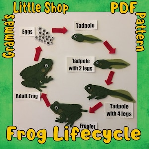 May include: A felt craft pattern for a frog lifecycle. The pattern includes a frog egg, tadpole, tadpole with two legs, tadpole with four legs, froglet, and adult frog. The pattern is labeled with the names of each stage of the frog's life cycle.