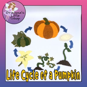 May include: A felt illustration depicting the life cycle of a pumpkin. The stages include a pumpkin seed, a sprout, a vine with a flower, a pumpkin, and a pumpkin with seeds.