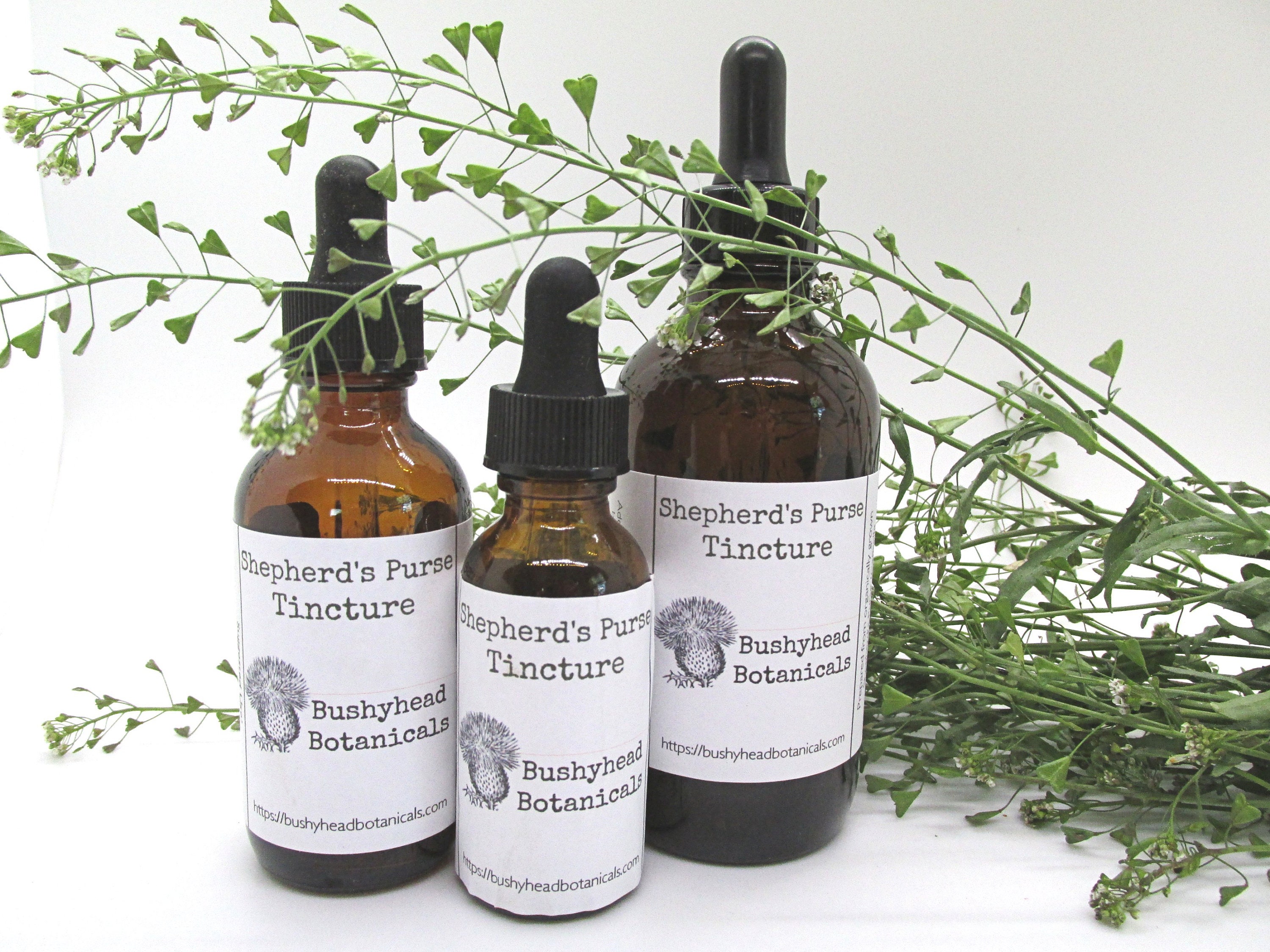 Shepherd's Purse Extract Capsella Bursapastoris Etsy