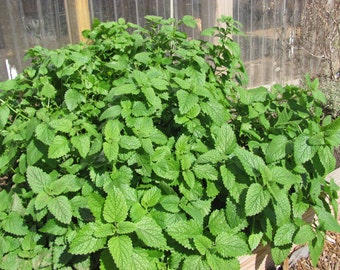 Lemon Balm Tincture