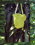 Nopal Cacti Umhängetasche product logo