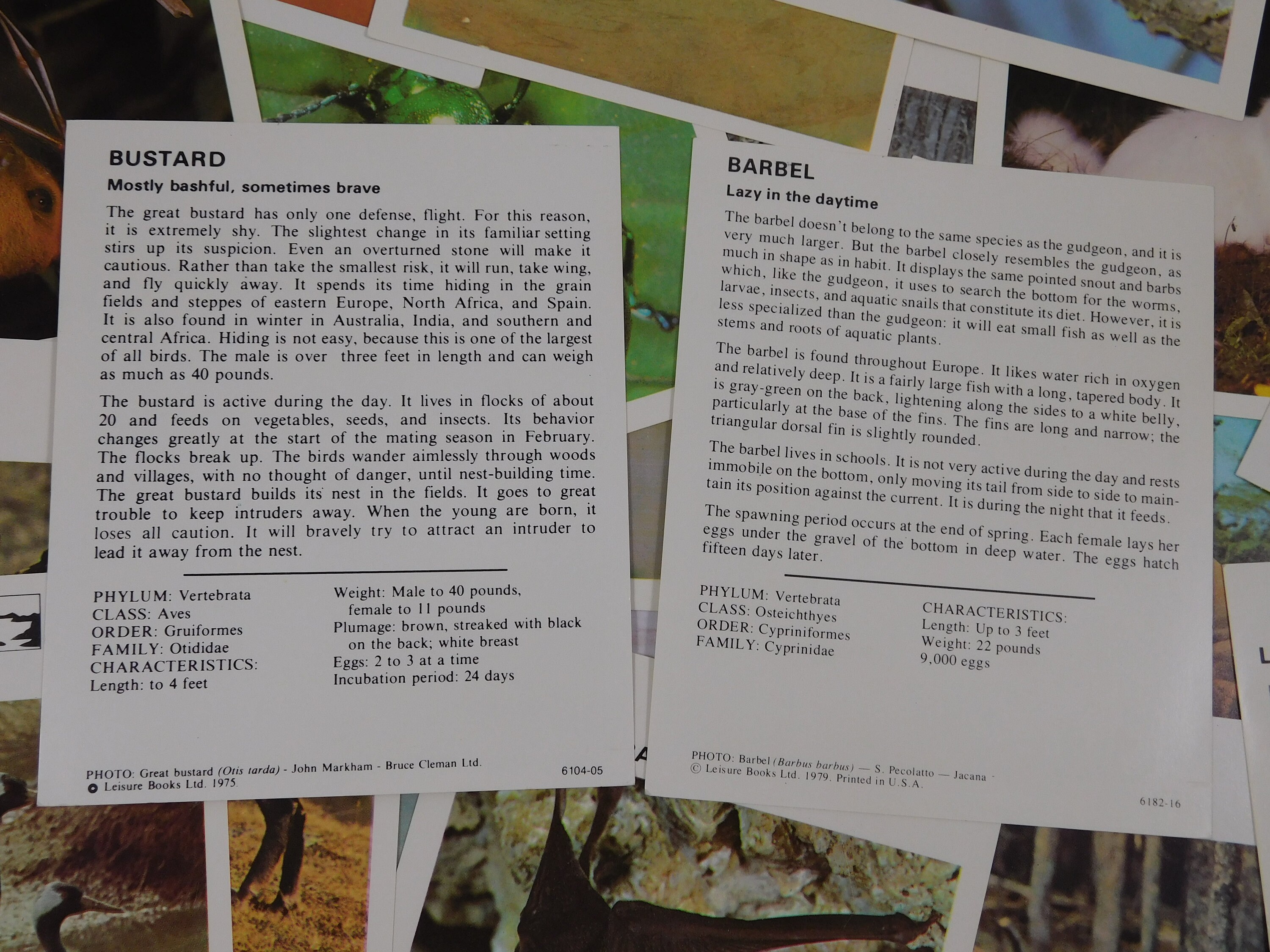 10 Vintage Animal Fact Cards 4.25 X 5 Inches Educational - Etsy