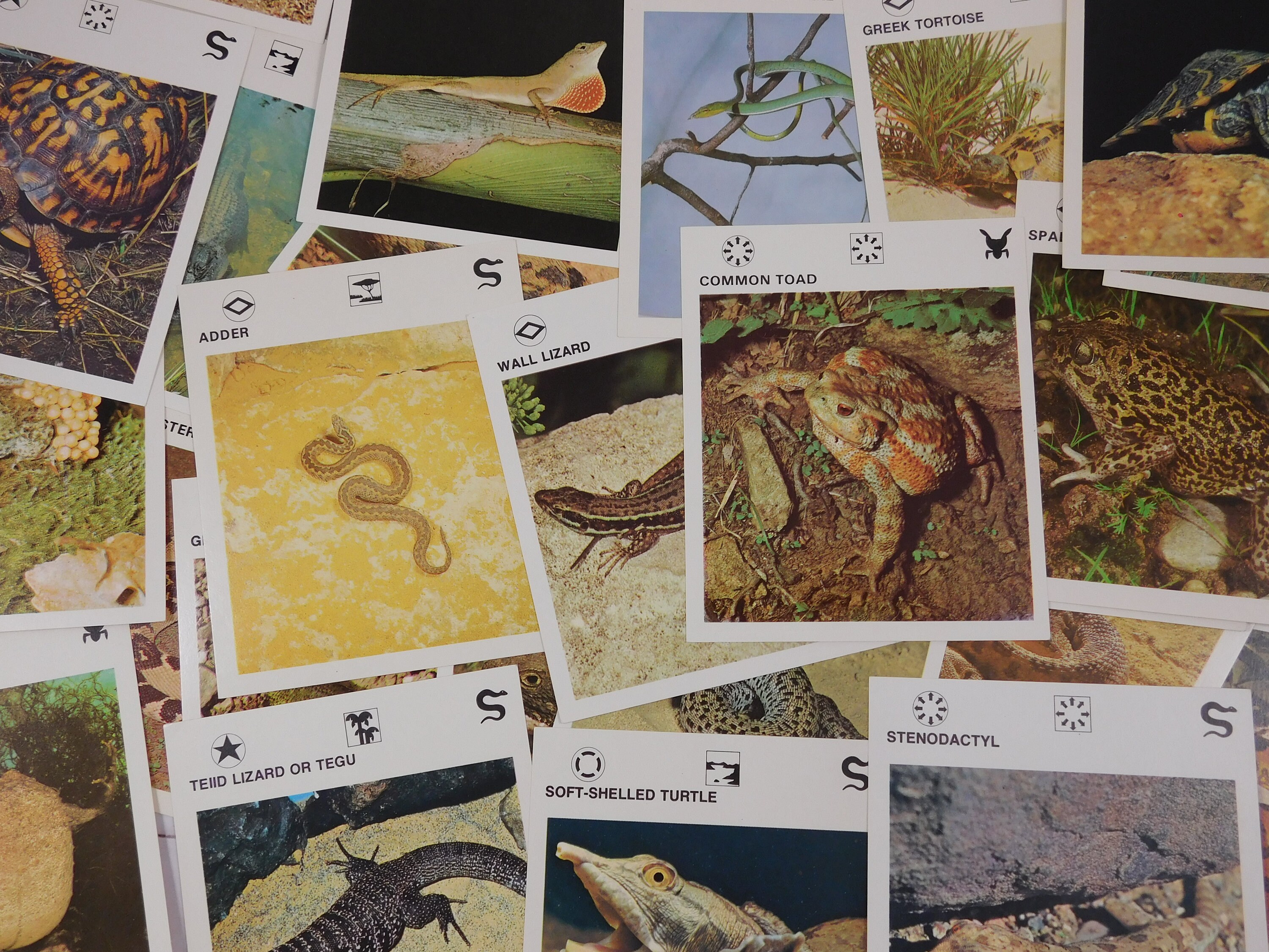 10 Vintage Animal Fact Cards 4.25 X 5 Inches Educational - Etsy