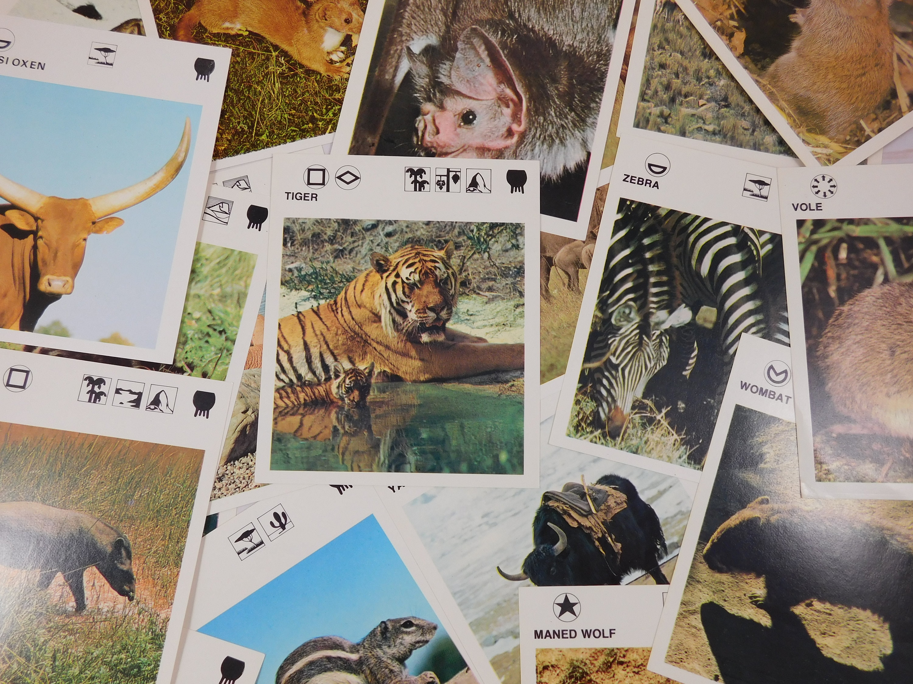 10 Vintage Animal Fact Cards 4.25 x 5 inches Educational | Etsy