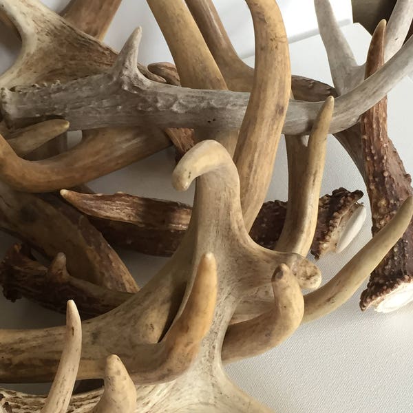1 Lb Real Raw Deer Antlers 100% Natural Home Decor