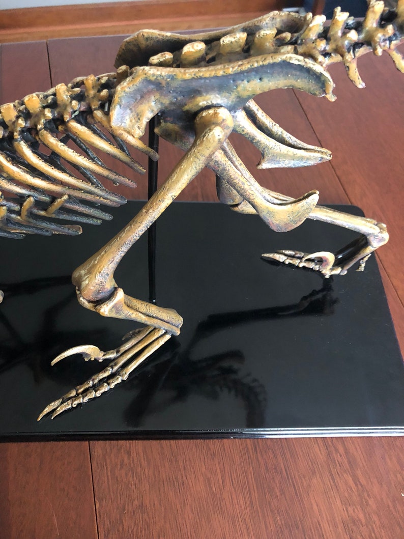 Velociraptor Skeleton | Etsy
