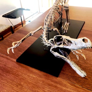 Velociraptor Skeleton
