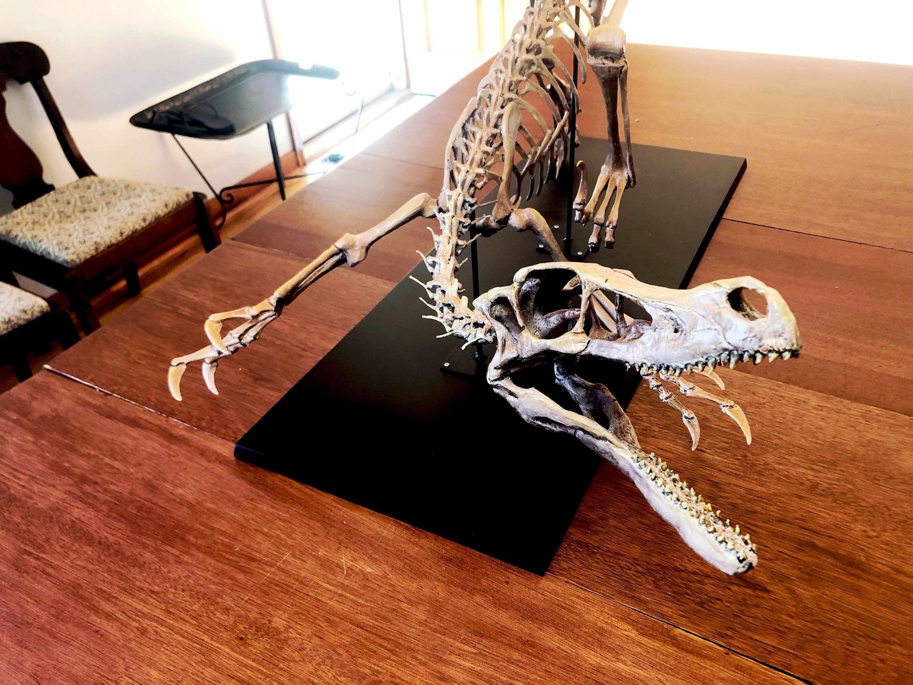 Velociraptor Skeleton Etsy