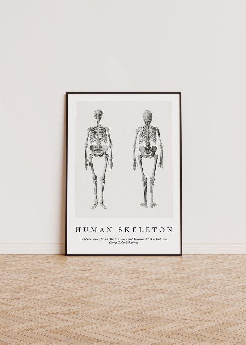 Vintage Anatomy Art Print: Human Skeleton Poster (digital Download) - Etsy