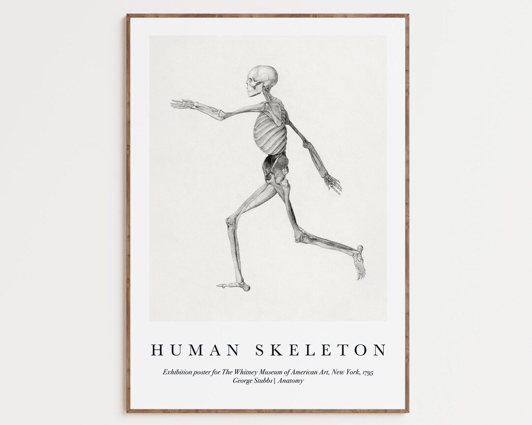 Vintage Anatomy Art Print, Human Skeleton Poster (digital Download) - Etsy