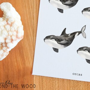 May include: A watercolor illustration of five orcas swimming in a light blue ocean. The orcas are black and white with a white belly and a black dorsal fin. The illustration is on a white background with the word "orcas" written in black at the bottom.